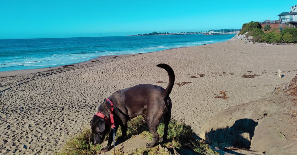 My dog Noche, a Black Labrador, at the beach.